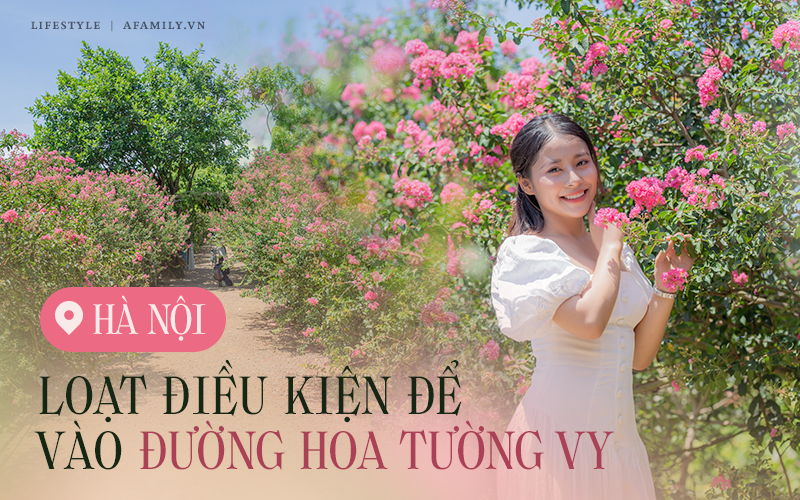 Đường hoa Tường Vy đẹp nhất Hà Nội vừa mở lại đã gây sốt, nhưng muốn vào phải lưu ý những điều kiện đặc biệt chỉ năm nay mới có!