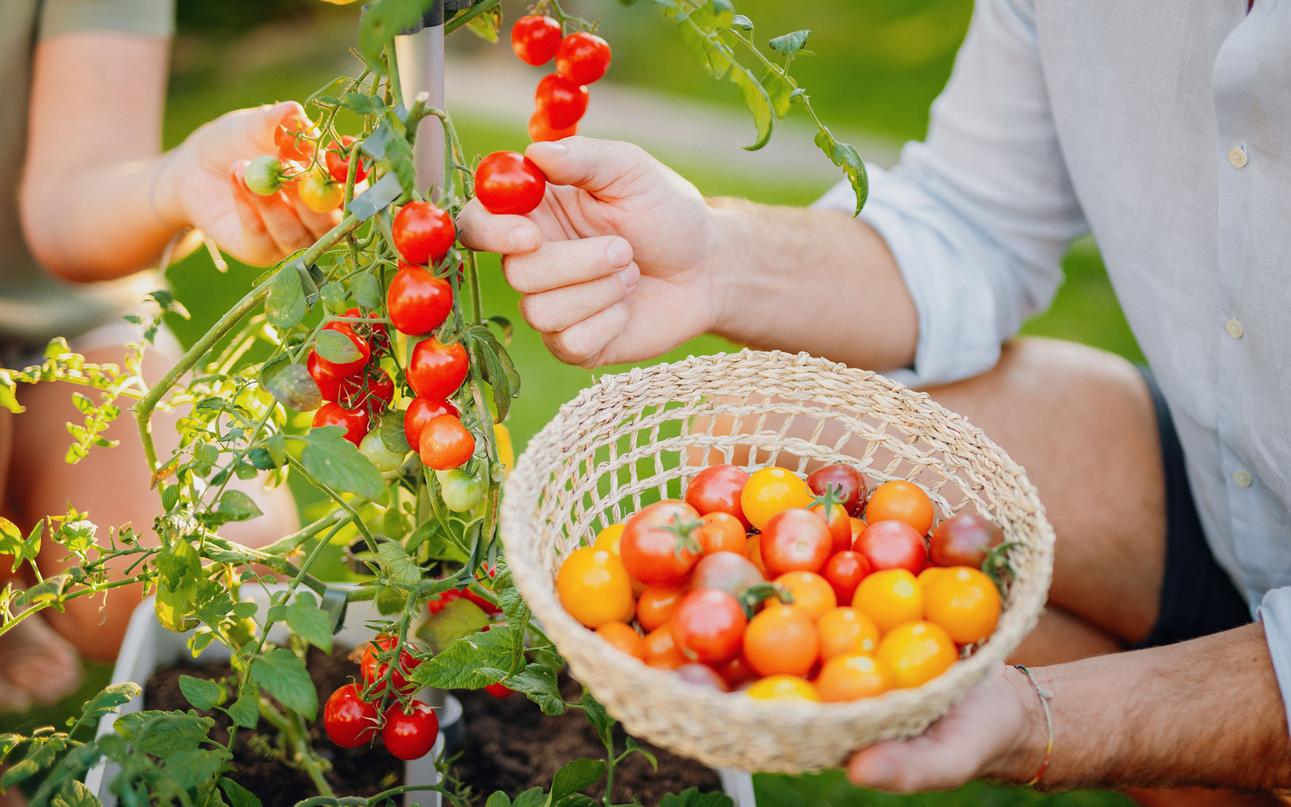 8 sai lầm khi trồng cà chua bạn nên biết