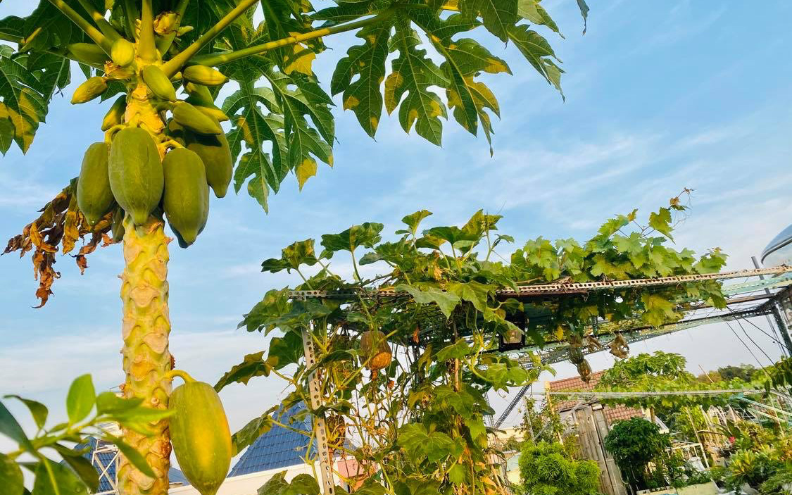 Khu vườn xanh tươi không khác gì nông trại trên sân thượng ở TP Thủ Đức, Sài Gòn