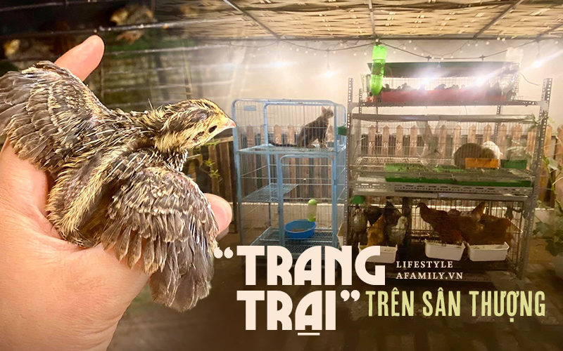 Cô gái biến sân thượng thành &quot;trang trại&quot; ấp trứng, nuôi chim, tạo nguồn lương thực mới cho cả nhà khiến nhiều người kinh ngạc