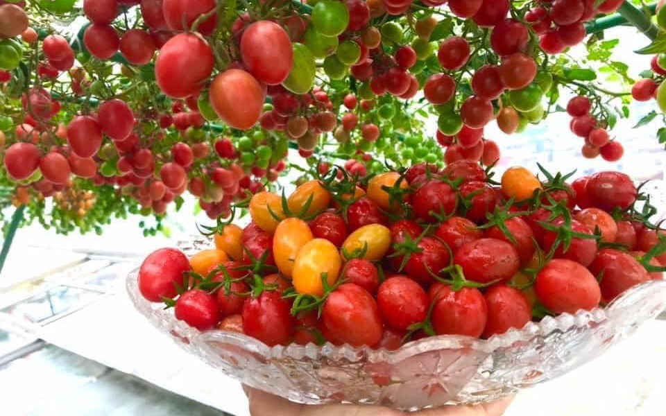 Mẹ Hà Nội chia sẻ bí quyết "vàng" trồng cây cà chua bạch tuộc trên sân thượng để quanh năm quả sai trĩu cành