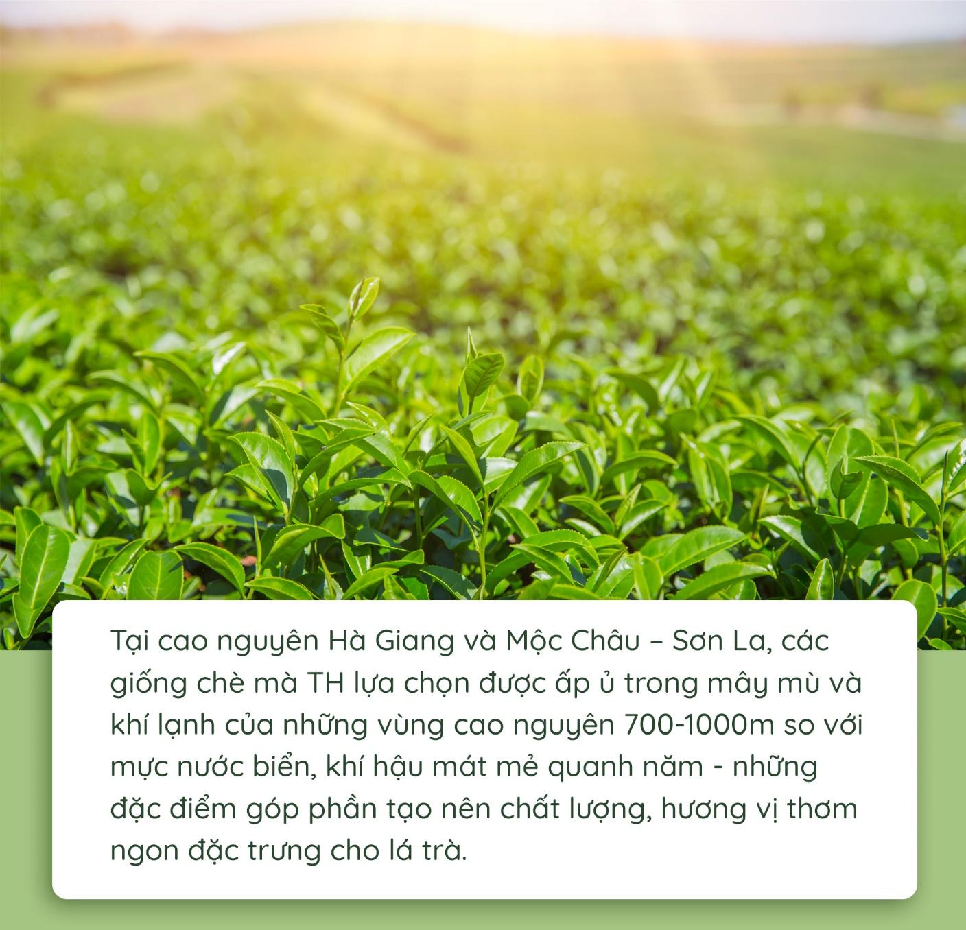 Khám phá quy trình làm ra chai trà hoàn toàn tự nhiên đang gây bão với cộng đồng healthy - Ảnh 2.