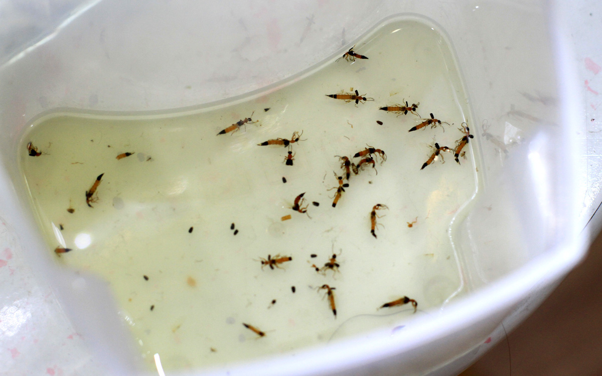 Muốn loại bỏ cơn ác mộng về kiến ba khoang thì sắm ngay những lọ thuốc diệt kiến này, giá rẻ mà lại hiệu quả