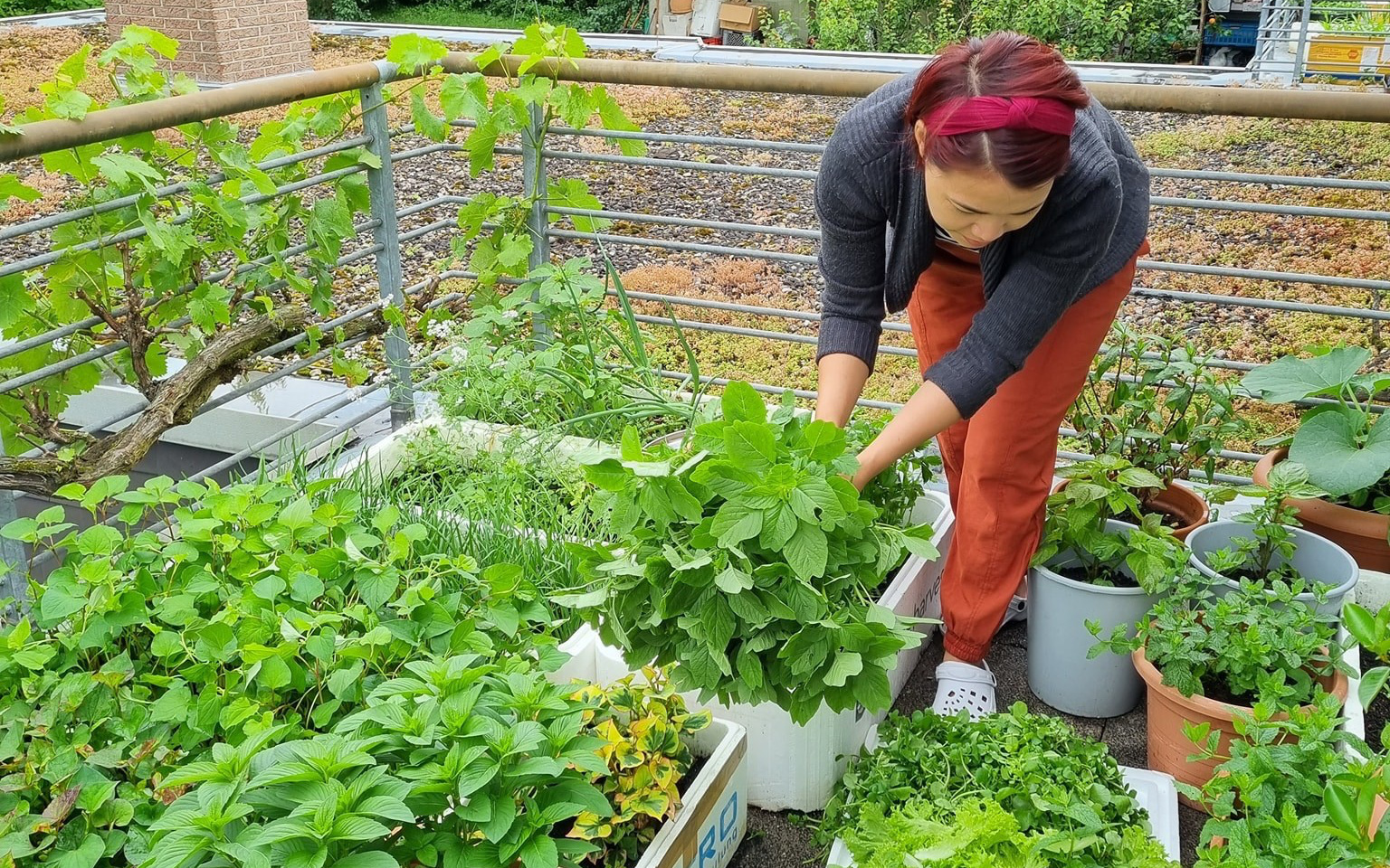 Ban công rau sạch trồng trong thùng xốp giúp mẹ Việt yên tâm chống dịch