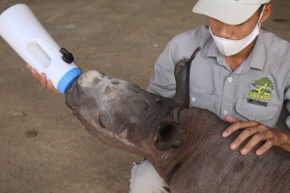 Hé lộ phút chào đời của những “bé” sơ sinh nửa tạ tại công viên hoang dã lớn bậc nhất Việt Nam - Ảnh 7.