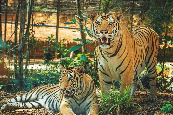 Hé lộ phút chào đời của những “bé” sơ sinh nửa tạ tại công viên hoang dã lớn bậc nhất Việt Nam - Ảnh 10.