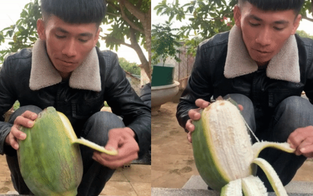 Quả chuối sứ nặng hơn 2kg, to bằng trái đu đủ ở Đắk Lắk gây bão TikTok, dân mạng đòi đến tận chỗ để đấu giá 