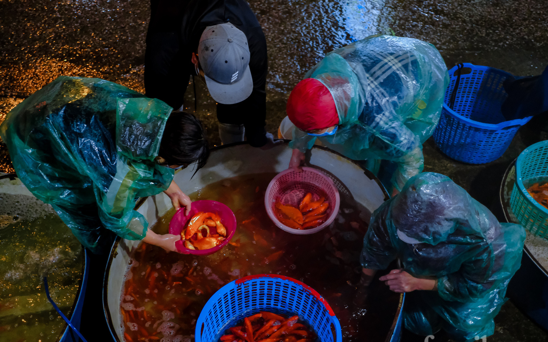 Ngày ông Công, ông Táo cá chép tăng giá gấp đôi so với năm trước, tiểu thương vẫn lo không dám “ôm” nhiều