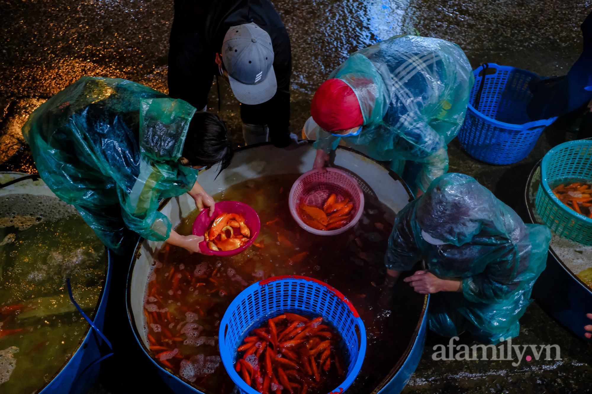 Ngày ông Công, ông Táo Cá chép tăng giá gấp đôi so với năm trước, tiểu thương vẫn lo không dám “ôm” nhiều - Ảnh 3.