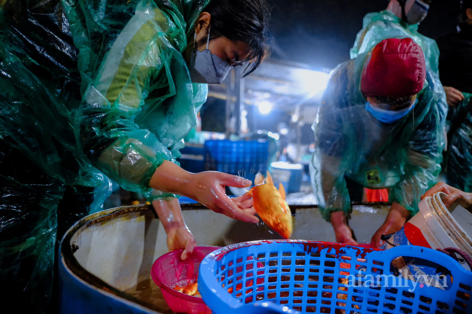 Ngày ông Công, ông Táo Cá chép tăng giá gấp đôi so với năm trước, tiểu thương vẫn lo không dám “ôm” nhiều - Ảnh 5.