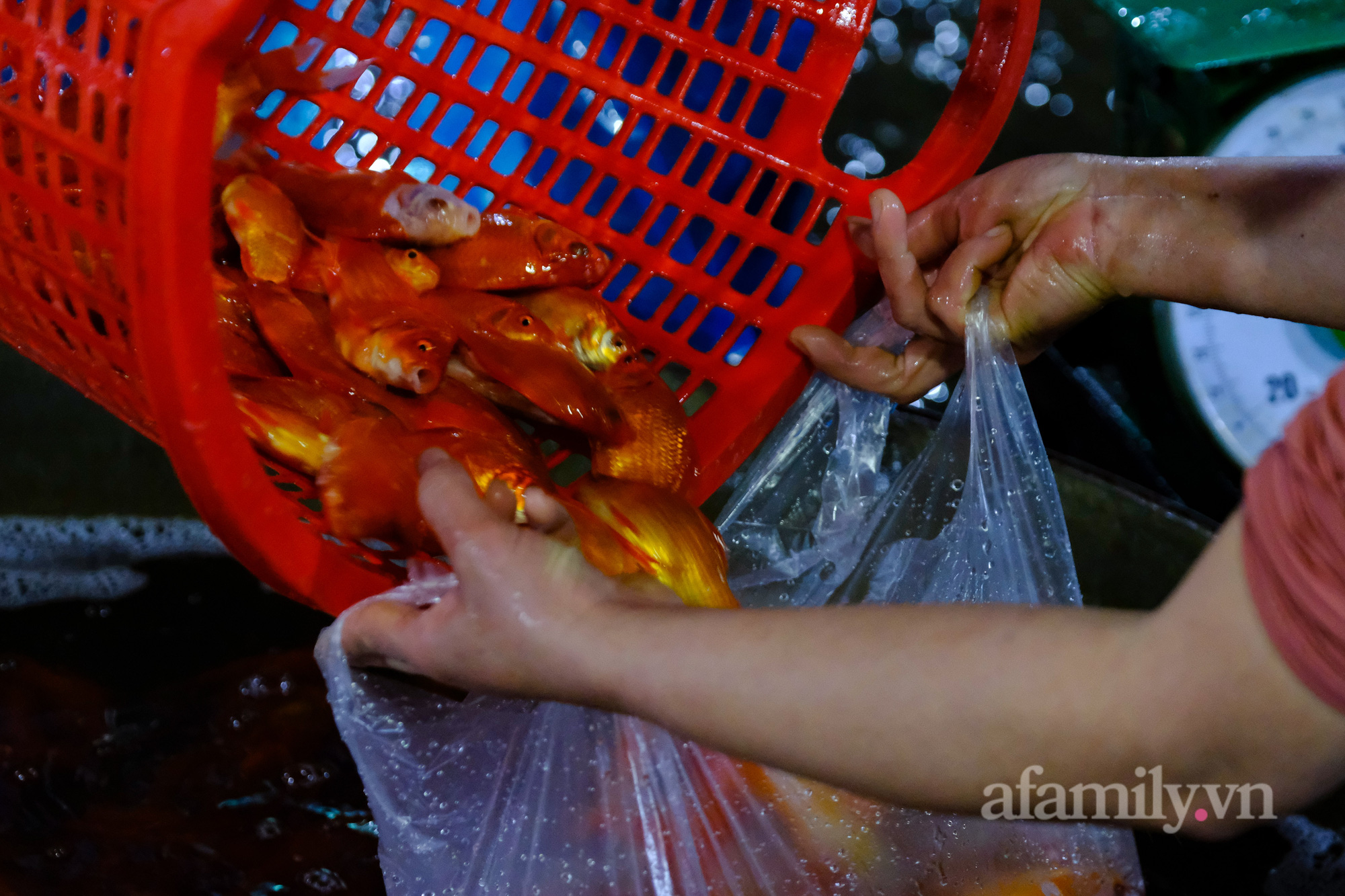 Ngày ông Công, ông Táo Cá chép tăng giá gấp đôi so với năm trước, tiểu thương vẫn lo không dám “ôm” nhiều - Ảnh 13.