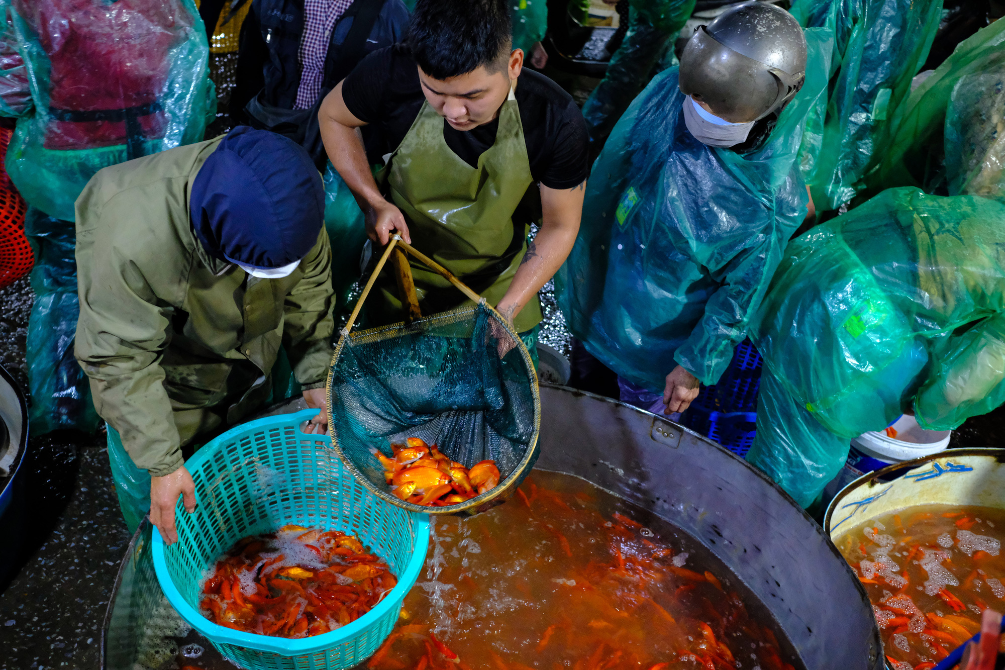 Ngày ông Công, ông Táo Cá chép tăng giá gấp đôi so với năm trước, tiểu thương vẫn lo không dám “ôm” nhiều - Ảnh 10.