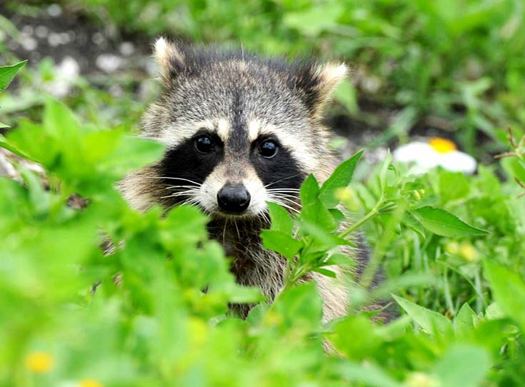 Tuyển tập danh hài thế giới động vật (P2): Gấu mèo Raccoon - Mặt dễ thương nhưng nguy hiểm top 1, nết 