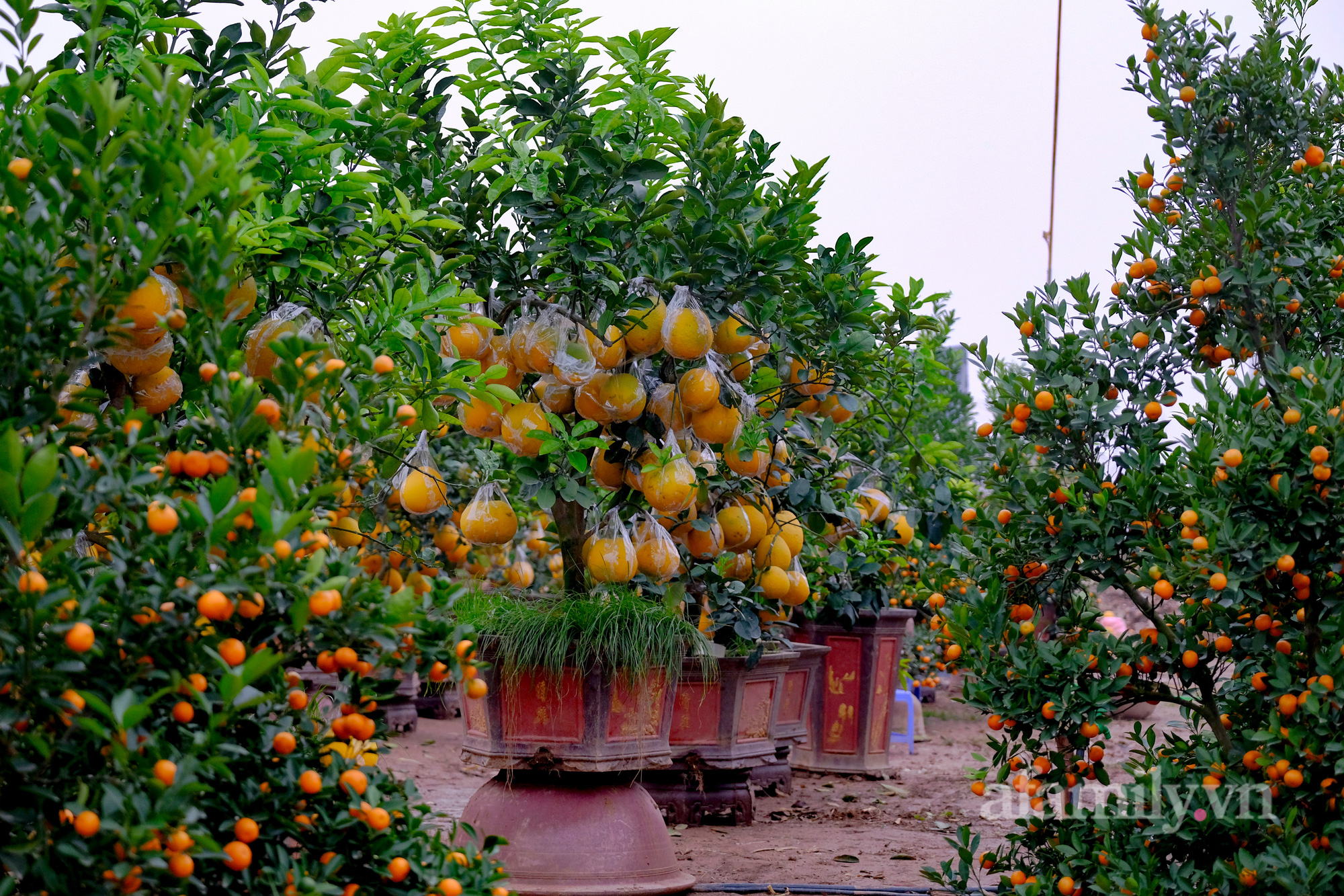 Sợ ra chợ đông, người dân Thủ đô mang cả gia đình xuống vườn vừa vui chơi tiện mua luôn cây cảnh về chơi Tết - Ảnh 16.