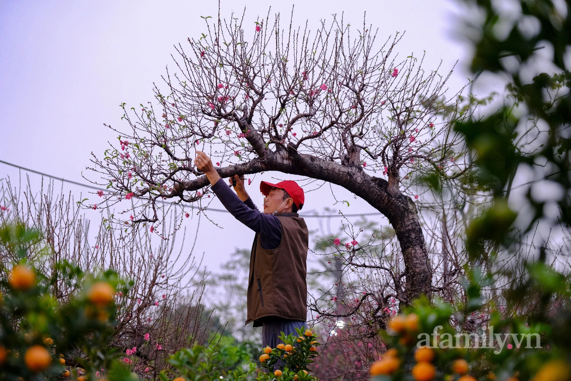 Sợ ra chợ đông, người dân Thủ đô mang cả gia đình xuống vườn vừa vui chơi tiện mua luôn cây cảnh về chơi Tết - Ảnh 14.