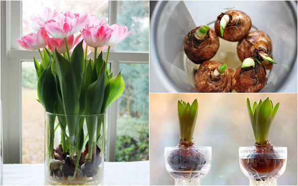 Sở hữu một bình hoa tulip cực đẹp vào dịp Tết bằng cách trồng từ nước rất nhanh và dễ