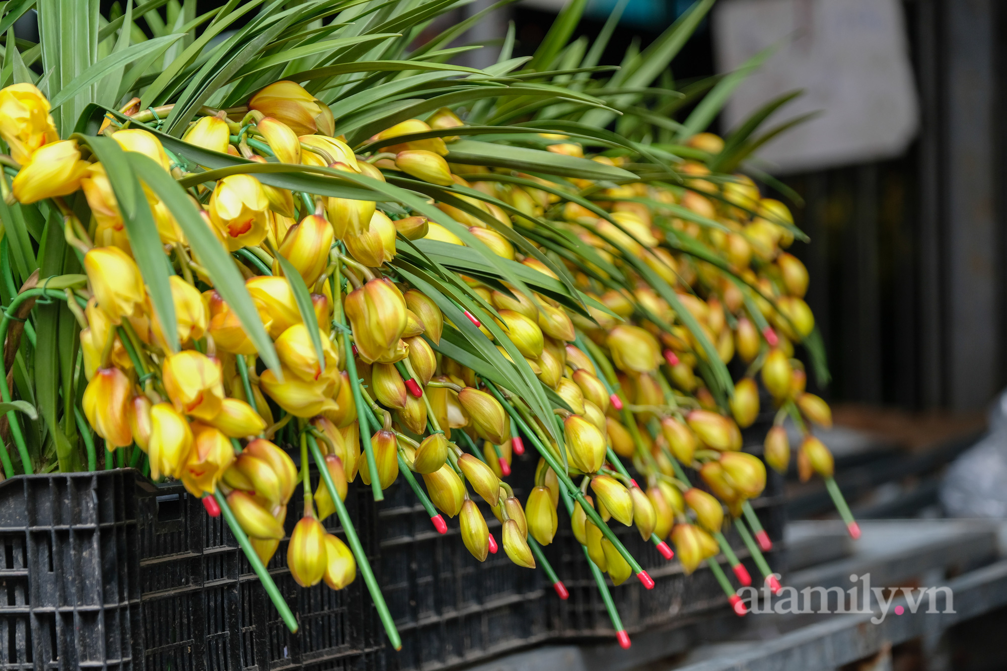 29 Tết đi chợ hoa Quảng Bá: Giá hoa tăng 20% so với ngày thường, mua nhanh 5 cành đào đông cắm đẹp nhà mà hết 2,2 triệu - Ảnh 10.