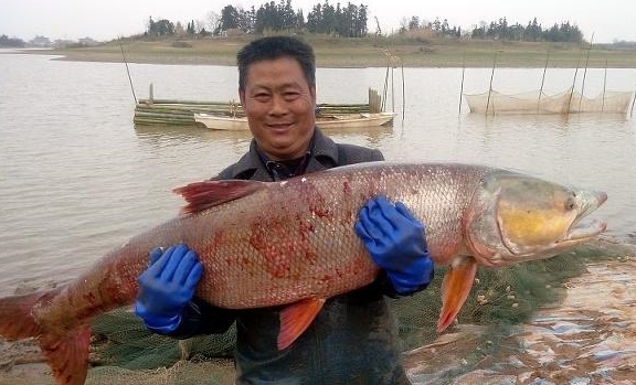 loại-ca-khong-nen-mua.jpeg