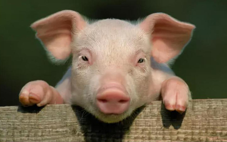 Bộ phận cực quý giá của con lợn: Tận dụng sẽ vừa tăng collagen tự nhiên, hạ đường huyết và tăng cường sinh lý, tiếc là thường xuyên bị vứt bỏ
