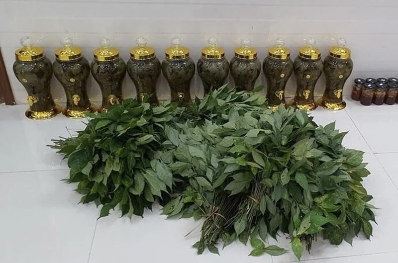 Loại lá cây đắt nhất Việt Nam giá tới 15 triệu/kg, chỉ mọc tại các dãy núi ở tỉnh Kon Tum - Ảnh 2.