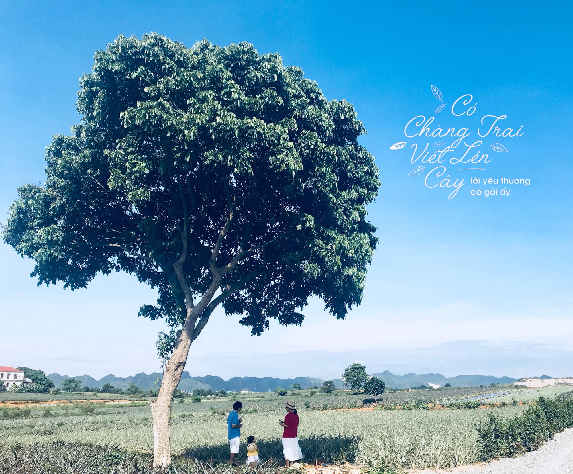 Cả gia đình rủ nhau về Tràng An - Ninh Bình trải nghiệm ngắm đầm sen và nông trường dứa bát ngát  - Ảnh 7.