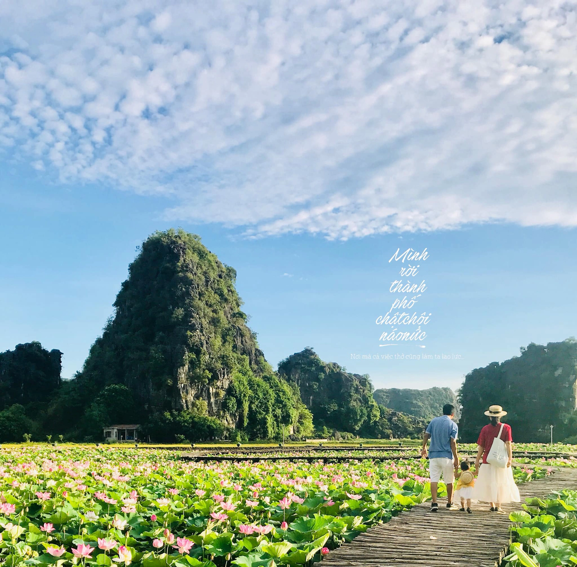 Cả gia đình rủ nhau về Tràng An - Ninh Bình trải nghiệm ngắm đầm sen và nông trường dứa bát ngát  - Ảnh 1.