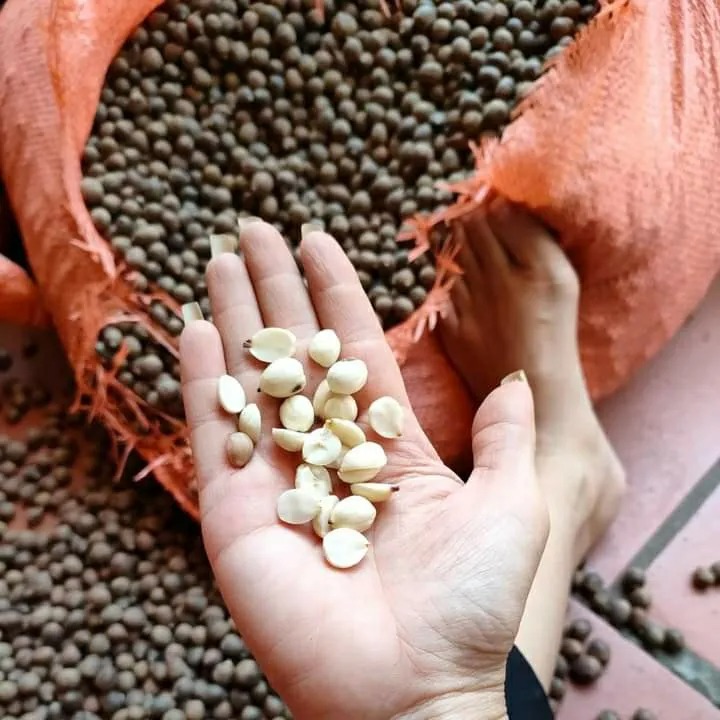 Hạt dẻ thóc vào mùa giá 60.000 đồng/kg, hương vị núi rừng thơm ngon hút các vị khách tại Hà thành - Ảnh 3. Hạt dẻ thóc vào mùa giá 60.000 đồng/kg, hương vị núi rừng thơm ngon hút các vị khách tại Hà thành - Ảnh 3.