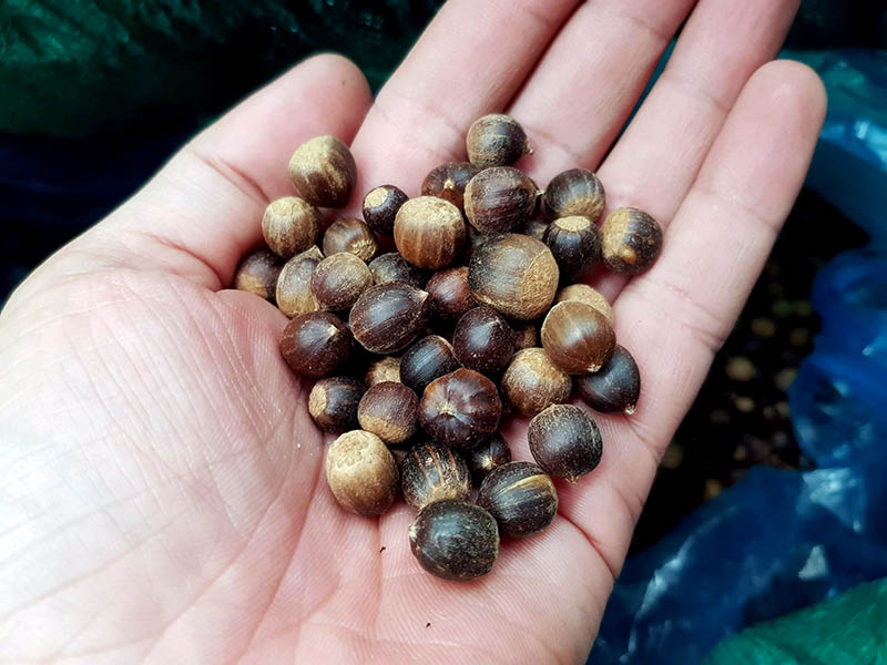 Hạt dẻ thóc vào mùa giá 60.000 đồng/kg, hương vị núi rừng thơm ngon hút các vị khách tại Hà thành - Ảnh 1. Hạt dẻ thóc vào mùa giá 60.000 đồng/kg, hương vị núi rừng thơm ngon hút các vị khách tại Hà thành - Ảnh 1.