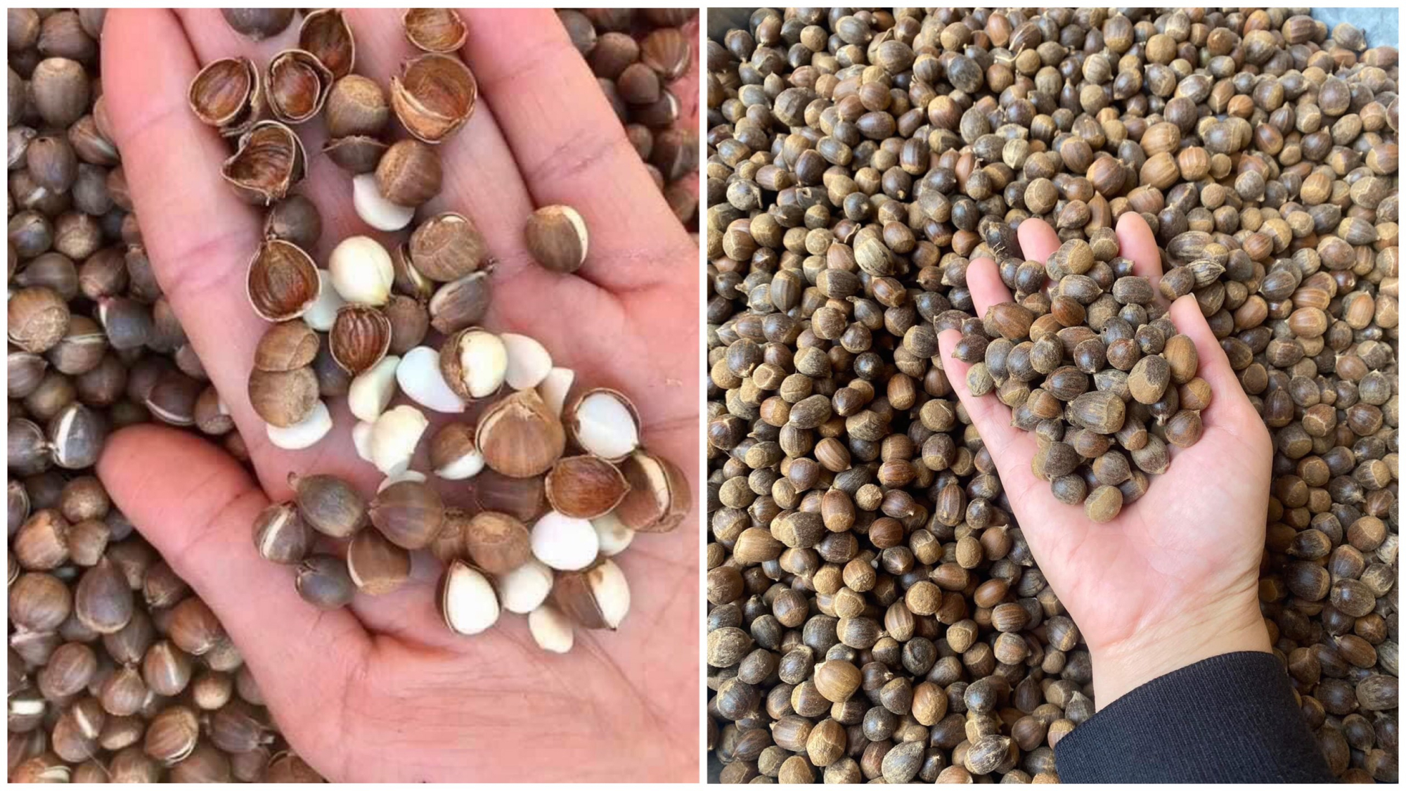 Hạt dẻ thóc vào mùa giá 60.000 đồng/kg, hương vị núi rừng thơm ngon hút các vị khách tại Hà thành - Ảnh 2. Hạt dẻ thóc vào mùa giá 60.000 đồng/kg, hương vị núi rừng thơm ngon hút các vị khách tại Hà thành - Ảnh 2.