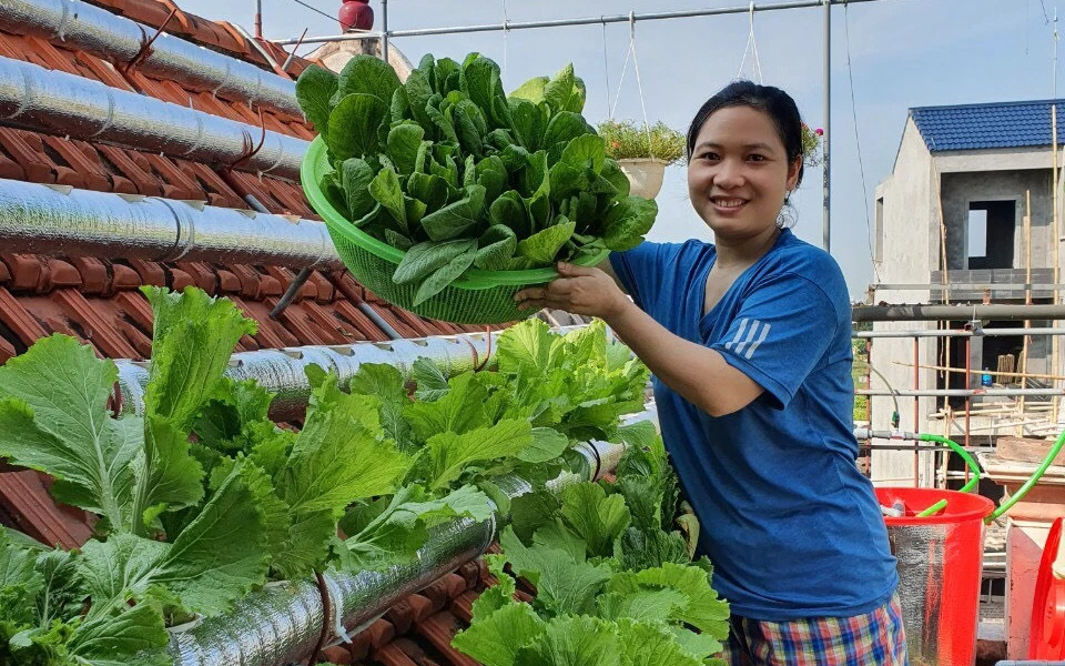 Cô giáo Thái Bình trồng rau sạch trên mái ngói 6m², chỉ tốn 2 triệu mà bội thu quanh năm 