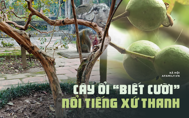 Bí ẩn "cụ ổi" 89 tuổi cứ sờ vào là "cười khúc khích" ở thành cổ Lam Kinh