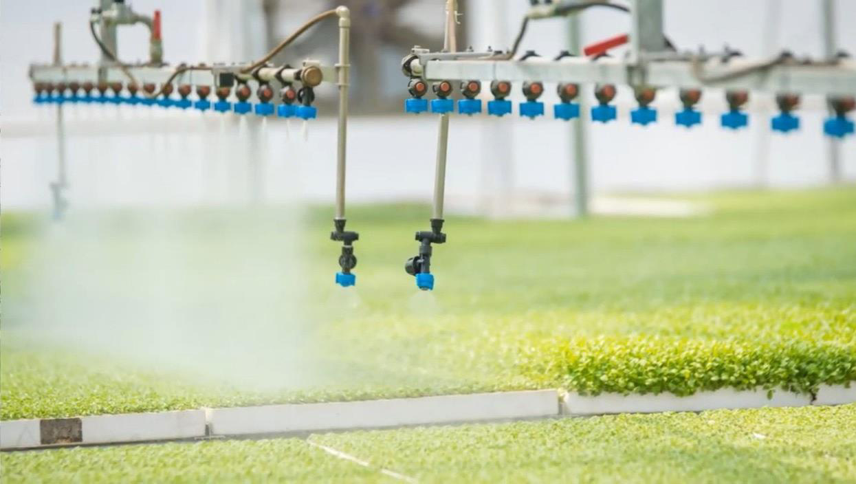 Rau củ ăn ngay tại vườn: WinEco thay đổi khái niệm rau sạch với bà nội trợ - Ảnh 2.