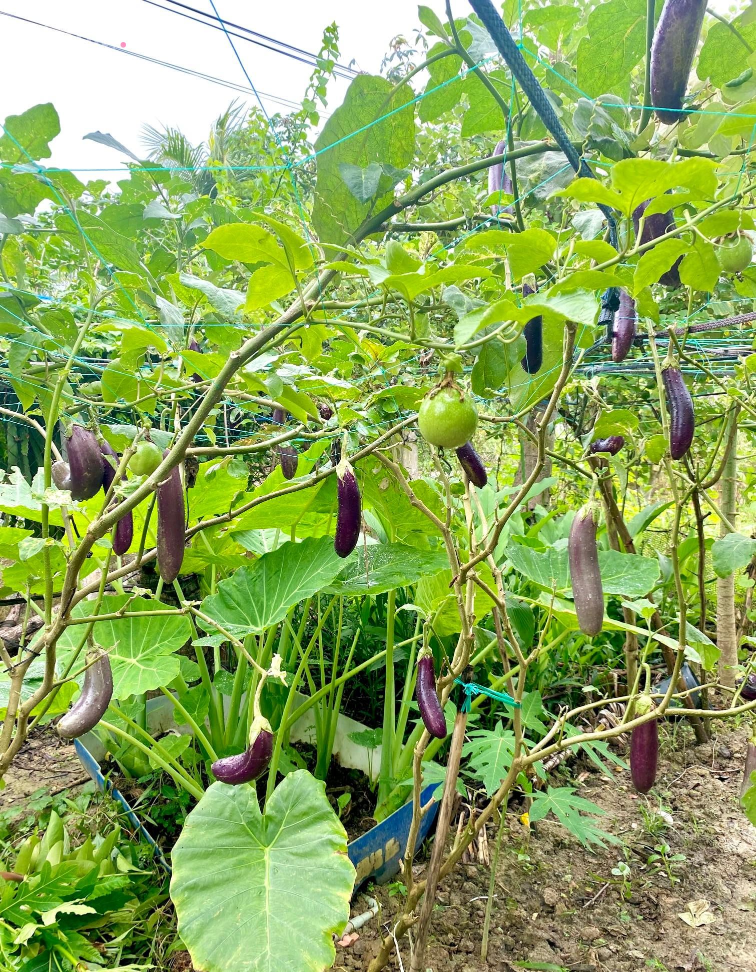 Khu vườn sai trĩu của chàng trai bị liệt hai chân, ngồi trên xe lăn chăm rau, quả mỗi ngày - Ảnh 28.