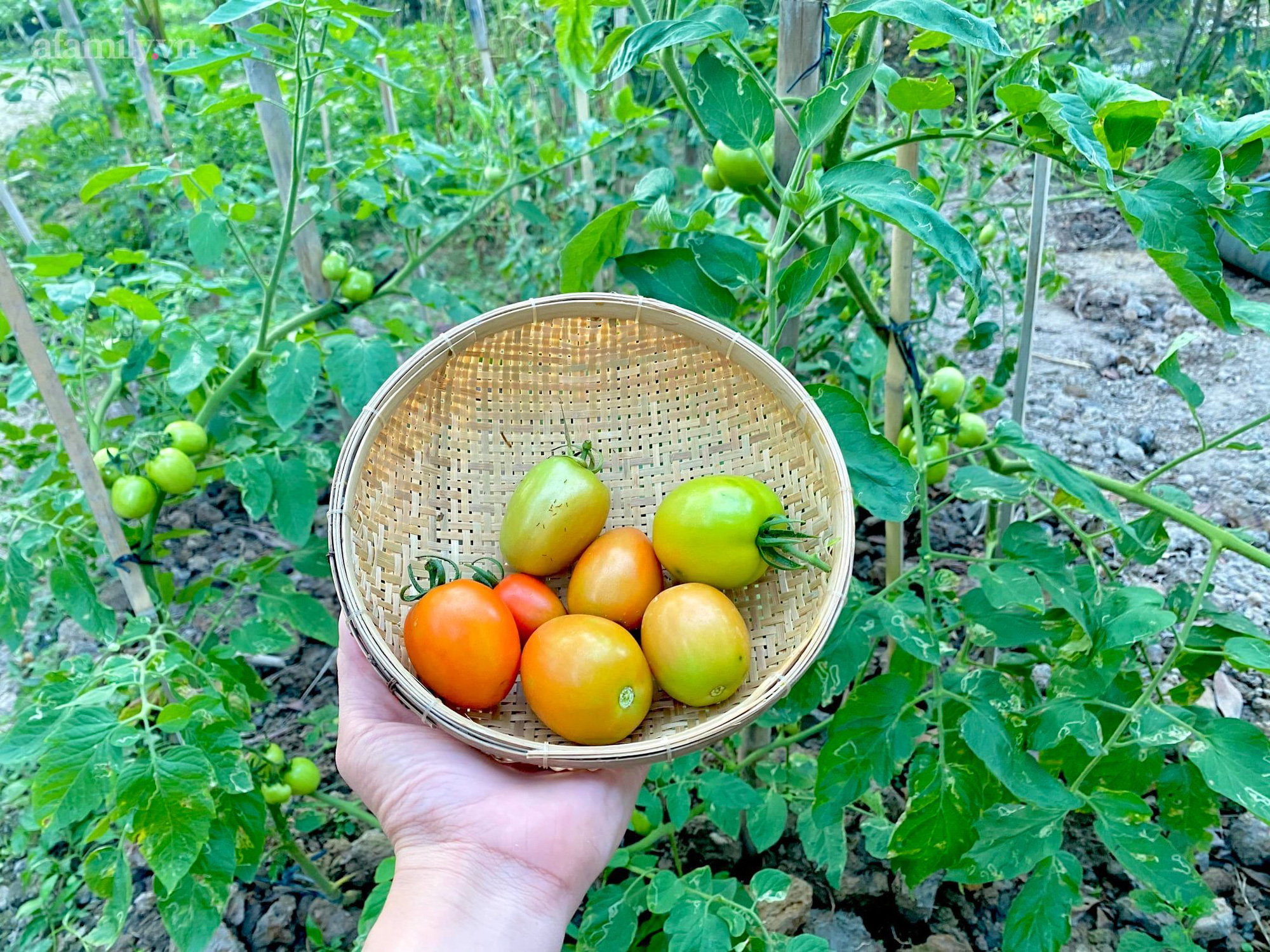 Khu vườn sai trĩu của chàng trai bị liệt hai chân, ngồi trên xe lăn chăm rau, quả mỗi ngày - Ảnh 6.