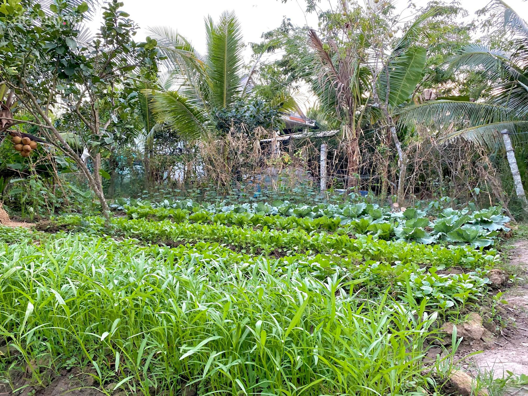 Khu vườn sai trĩu của chàng trai bị liệt hai chân, ngồi trên xe lăn chăm rau, quả mỗi ngày - Ảnh 9.