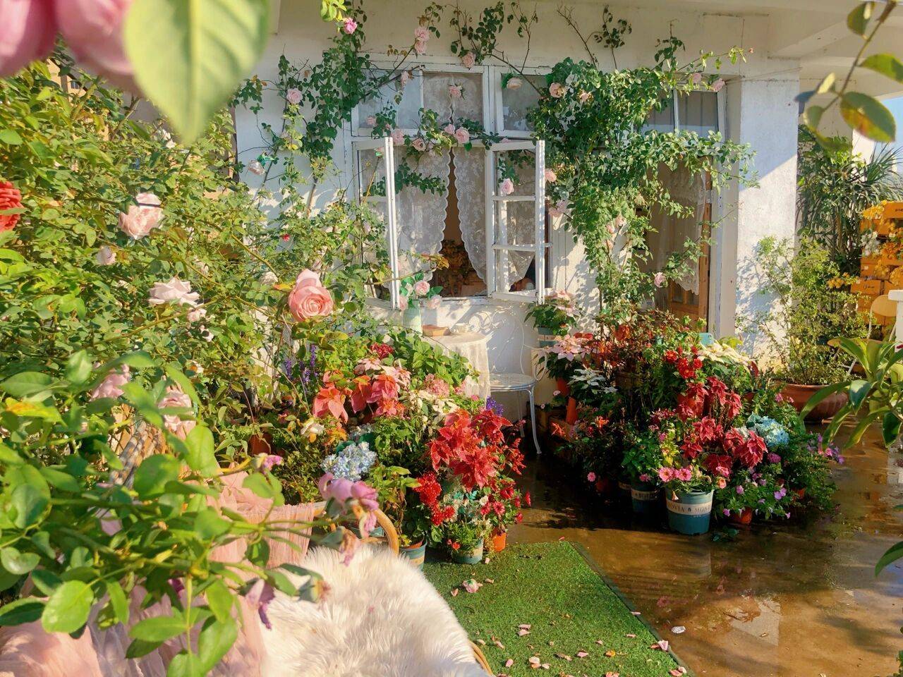 Đam mê với việc trồng hoa, cô nàng độc thân 27 tuổi thuê nhà trên sân thượng để tạo ra khu vườn đẹp như tranh vẽ của riêng mình - Ảnh 1.