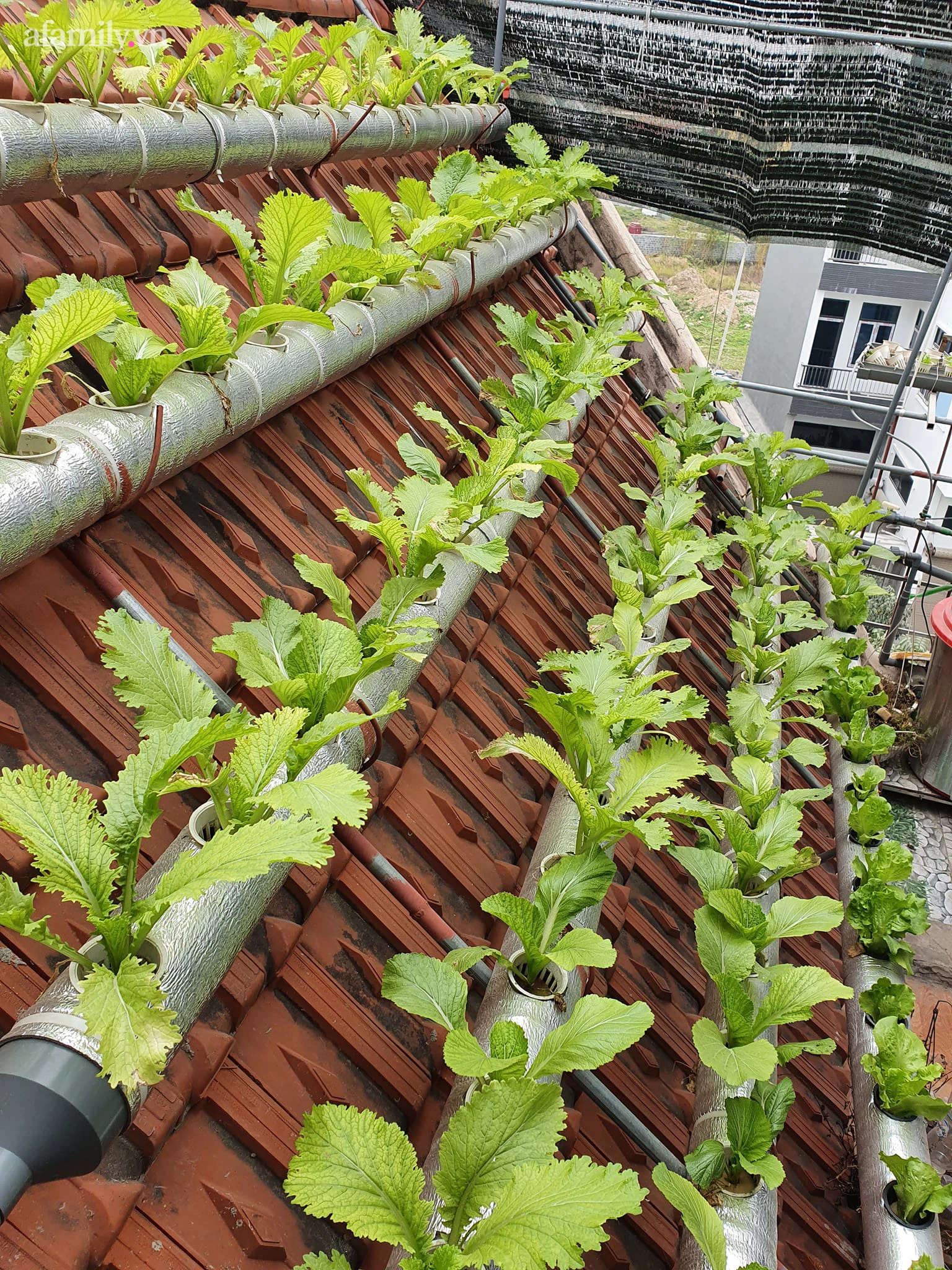 Cô giáo Thái Bình trồng rau sạch trên mái ngói 6m², chỉ tốn 2 triệu mà bội thu quanh năm  - Ảnh 10.