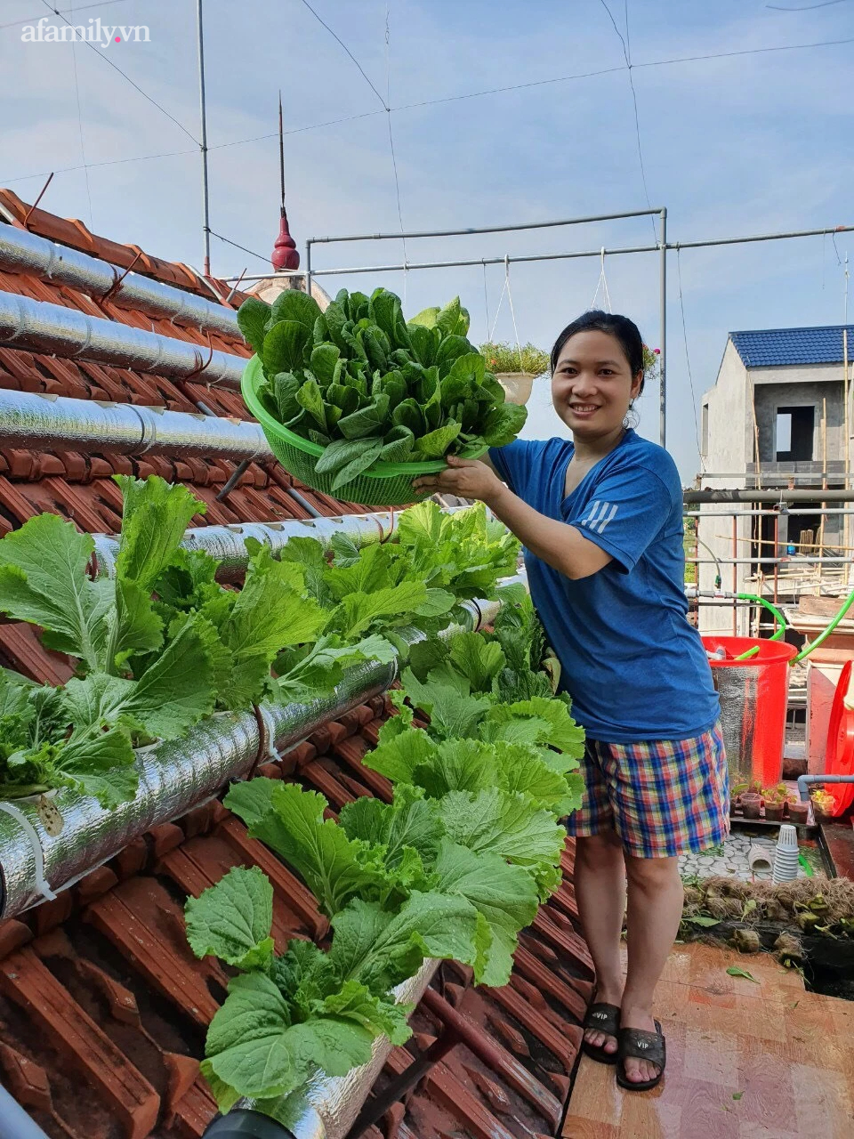 Cô giáo Thái Bình trồng rau sạch trên mái ngói 6m², chỉ tốn 2 triệu mà bội thu quanh năm  - Ảnh 2.