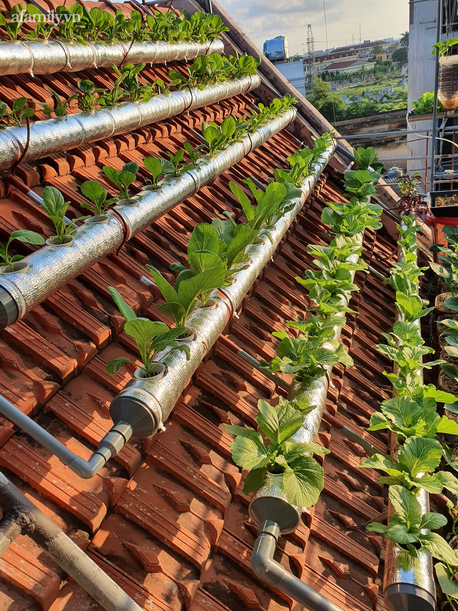Cô giáo Thái Bình trồng rau sạch trên mái ngói 6m², chỉ tốn 2 triệu mà bội thu quanh năm  - Ảnh 5.