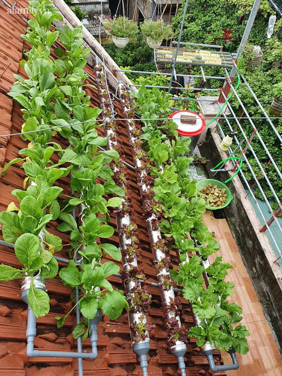 Cô giáo Thái Bình trồng rau sạch trên mái ngói 6m², chỉ tốn 2 triệu mà bội thu quanh năm  - Ảnh 3.