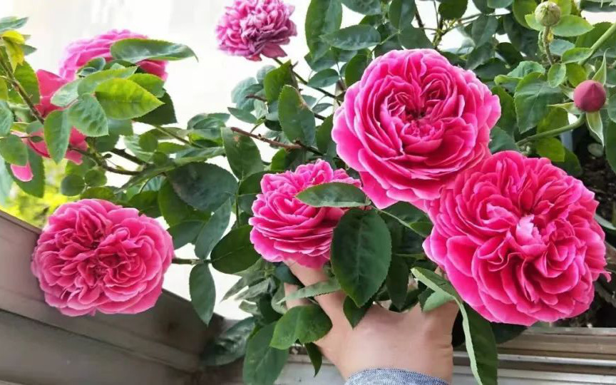 Cuộc sống độc thân của cô gái 23 tuổi chuyển sang "bước ngoặt" lớn nhờ trồng hoa hồng ở ban công căn hộ giữa thành phố lớn