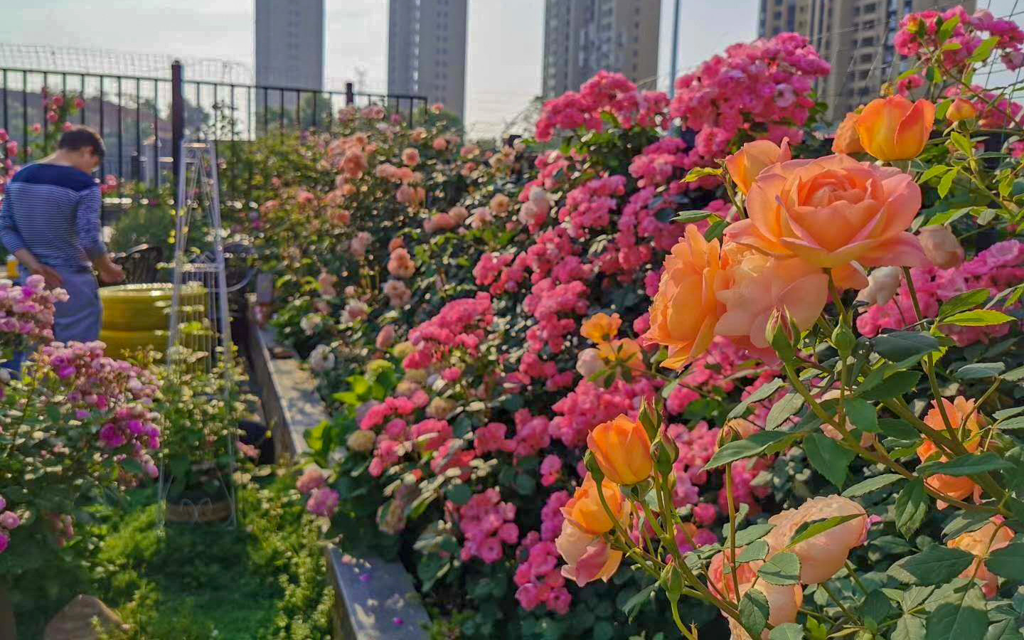 Khu vườn sân thượng sở hữu hàng trăm loại hoa hồng vô cùng rực rỡ