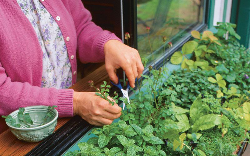 10 ý tưởng cực thông minh trong việc tận dụng đồ cũ để trồng rau gia vị trong bếp