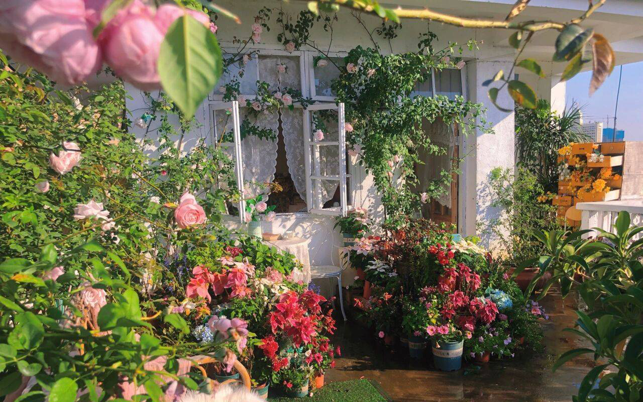 Đam mê với việc trồng hoa, cô nàng độc thân 27 tuổi thuê nhà trên sân thượng để tạo ra khu vườn đẹp như tranh vẽ của riêng mình