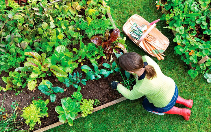 6 loại rau củ không thể thiếu cho vụ xuân hè mà bạn nên trồng ngay