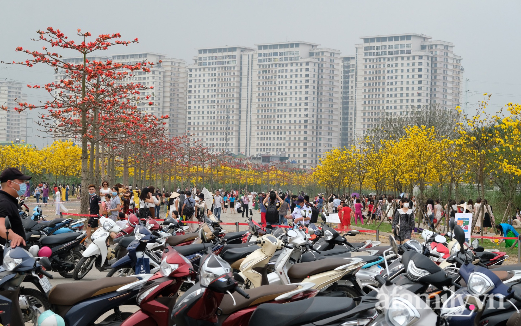 Hà Nội: Hàng nghìn người đổ xô đi chụp ảnh ở đường hoa phong linh, chỗ để xe "thất thủ" - cảnh giác bảo vệ tài sản