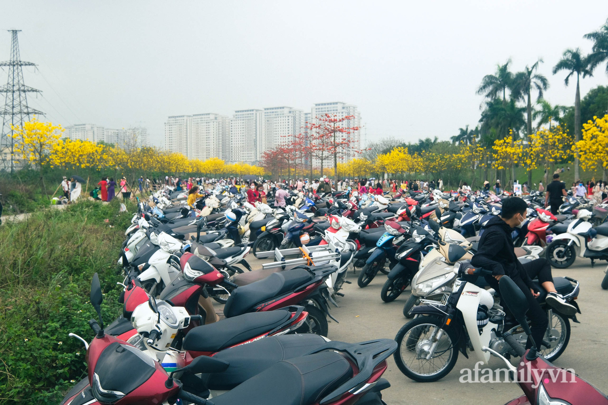 Hà Nội: Hàng nghìn người đổ xô đi chụp ảnh ở đường hoa phong linh, chỗ để xe 
