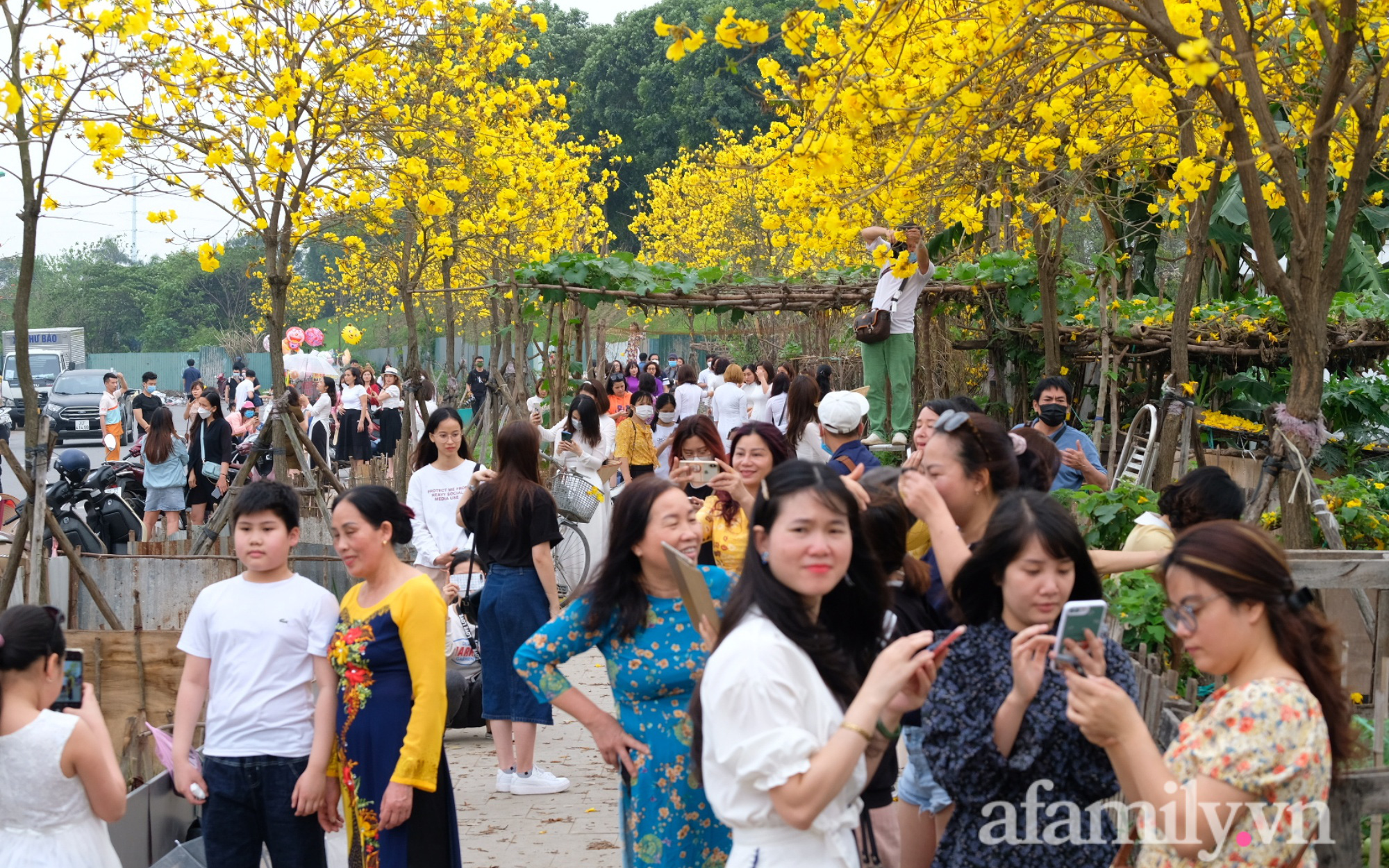 Đường hoa phong linh Park City vừa đóng cửa, người Hà Nội lại đổ xô tới chụp ảnh tại 1 địa điểm khác tạo nên khung cảnh đông đúc, hỗn loạn