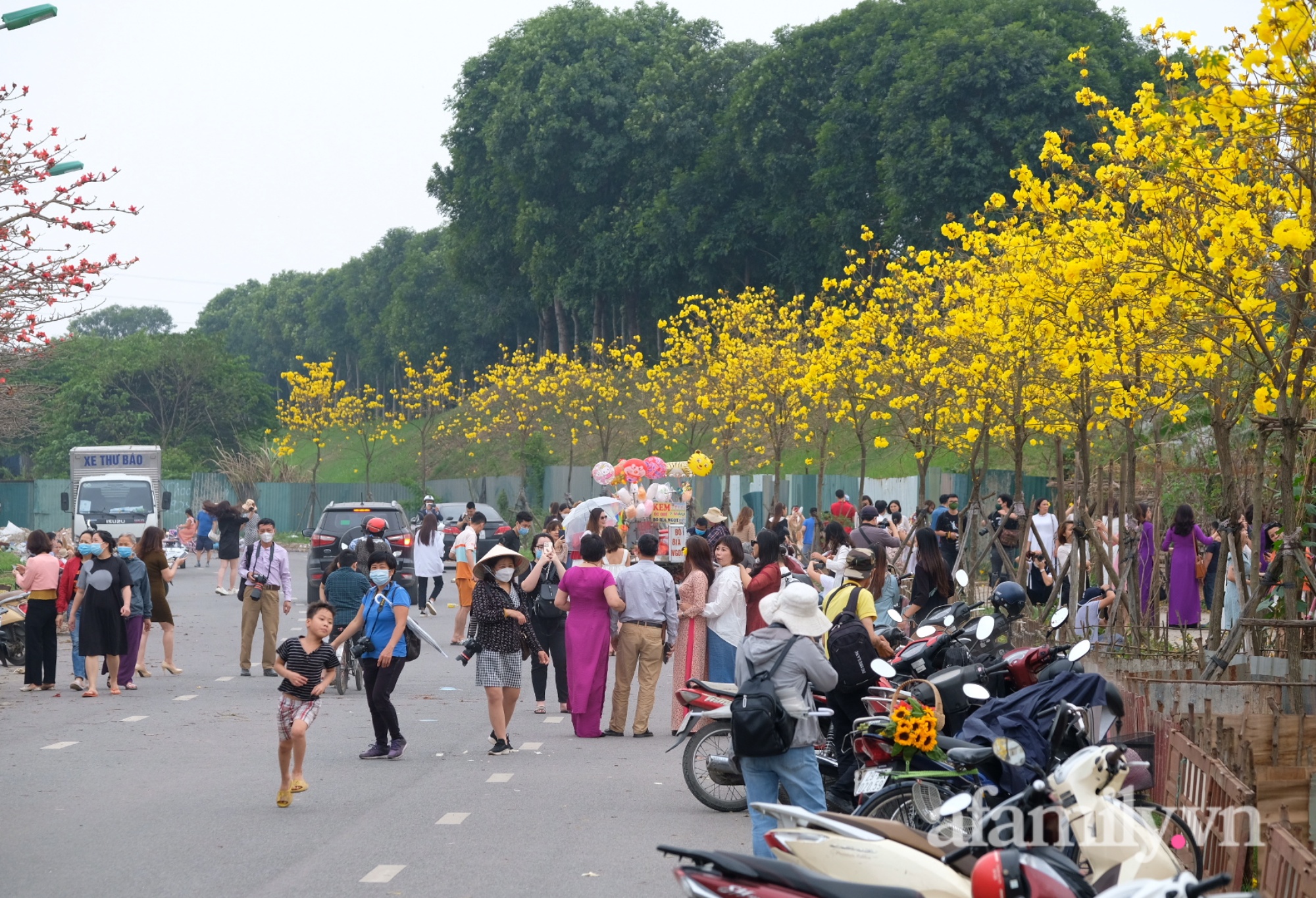 Xuất hiện đường hoa phong linh mới, hàng nghìn người đổ xô đến chụp ảnh cuối tuần - Ảnh 8.