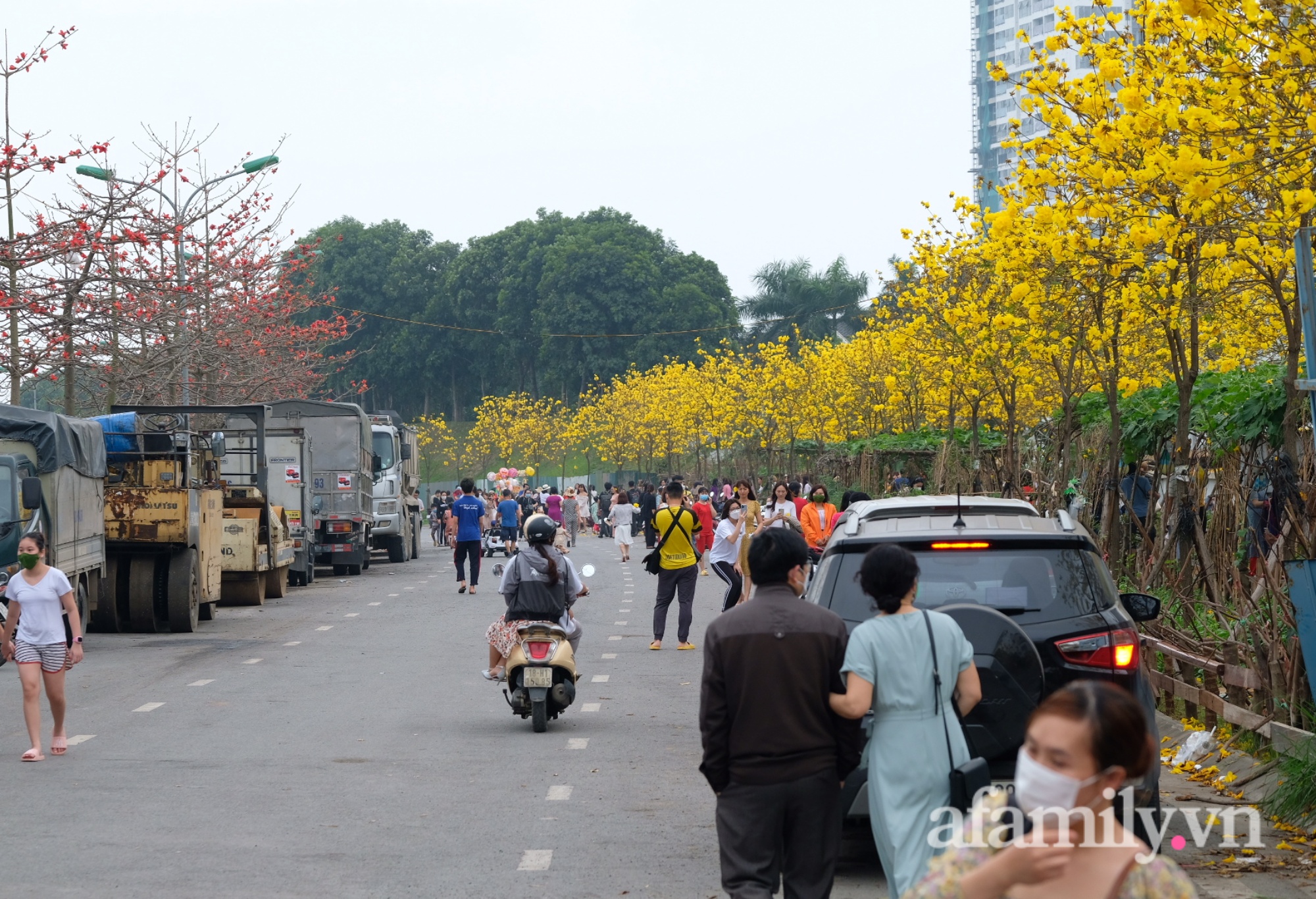 Xuất hiện đường hoa phong linh mới, hàng nghìn người đổ xô đến chụp ảnh cuối tuần - Ảnh 7.